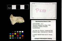 Foto (Objekt + Etikett) von Pithonoton marginatum (von Meyer, 1842)  (NHMW-GEO-2014-0194-0888)